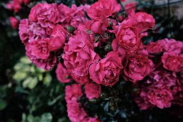 bush of small pink roses