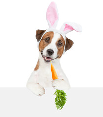 Jack russel terrier puppy wearing easter rabbits ears looks above empty white banner and eats carrot. Isolated on white background