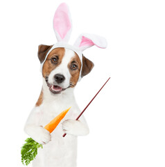 Jack russell terrier puppy wearing easter rabbits ears holds carrot and points away on empty space. Isolated on white background