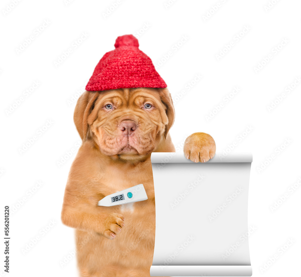 Poster unhappy sick puppy wearing warm hat holds thermometer and shows empty list. isolated on white backgr