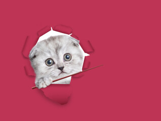 Cute kitten looking through the hole in paper and points away on empty space. Background in trendy color of year 2023 - Viva Magenta