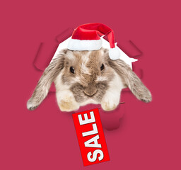 Lop-eared Easter rabbit looking through the hole in paper and shows signboard with labeled "sale". color of year 2023 - Viva Magenta background