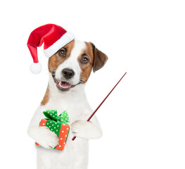 Jack russell terrier puppy wearing santa hat holds gift box and points away on empty space. isolated on white background