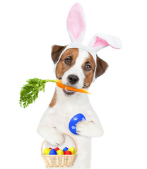 Jack russell terrier puppy wearing easter rabbits ears holds carrot in it mouth  and holds basket of painted eggs in it paws. Isolated on white background