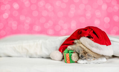 Cute Pomeranian Spitz puppy wearing santa hat sleeps with gift box. Empty space for text. Shade trendy color of the year 2023 - Shade trendy color of the year 2023 - Viva Magenta background