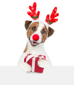 Jack russell terrier puppy dressed like santa claus reindeer Rudolf holds big box above empty white banner. isolated on white background