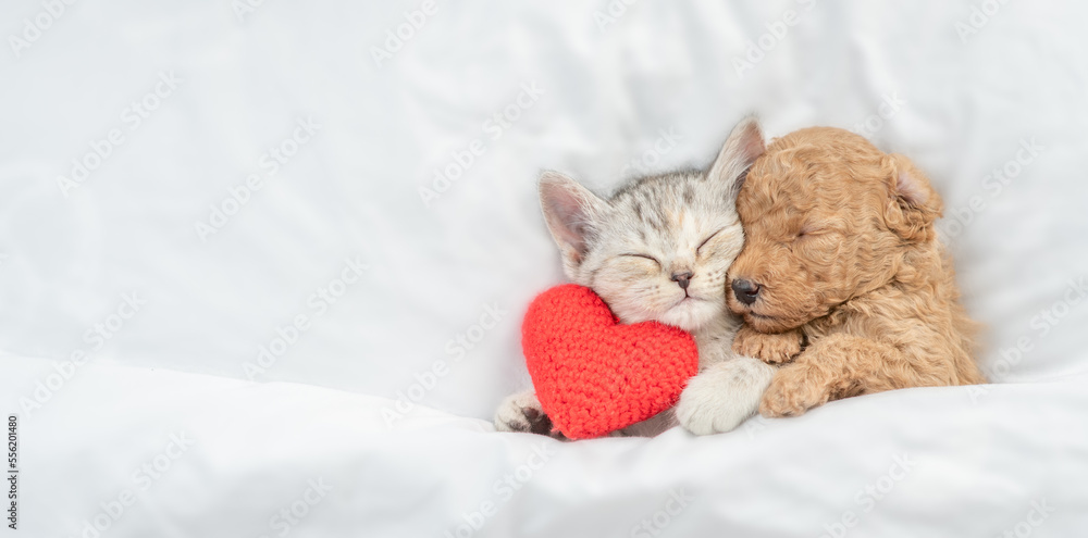 Poster cute tiny toy poodle puppy hugs happy tabby kitten under white warm blanket on a bed at home. top do