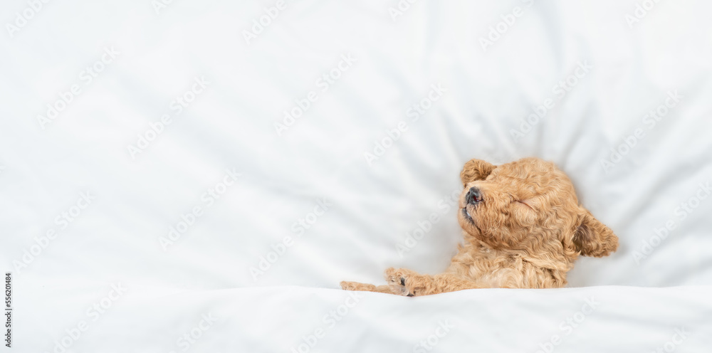 Poster newborn toy poodle puppy sleeps under white blanket on a bed at home. top down view. empty space for