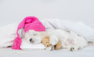 Cute Lapdog puppy wearing warm hat sleeps under white blanket on a bed at home and hugs favorite toy bear
