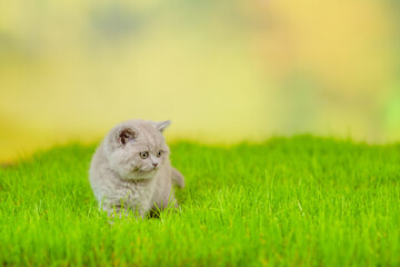 Cute kitten sits on green summer grass and looks away on empty space