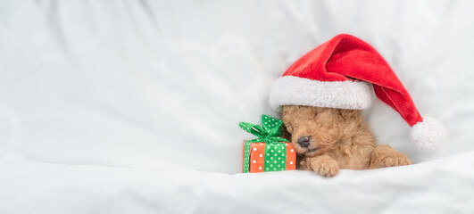 Tiny Toy Poodle puppy wearing red santa hat sleeps with gift box under white blanket at home. Top down view. Empty space for text