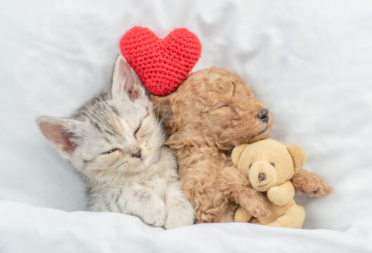 Cute tiny Toy Poodle puppy and tabby kitten sleep together under white warm blanket on a bed at home. Top down view