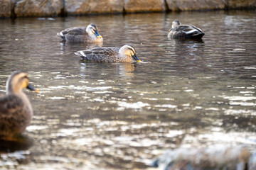 川でのカモの様子