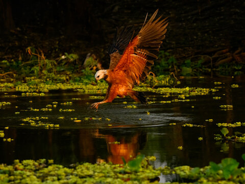 Black-collared Hawk in flight, diving for fish  