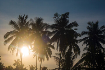 palm trees at sunset