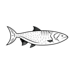Salmon seafood line drawing vector illustration