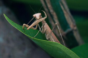 praying mantis on a leaf