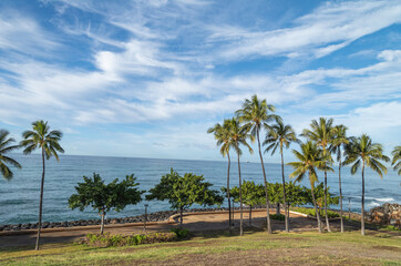 Fototapeta na wymiar Palm Trees in a Beachfront Park in Hawaii.