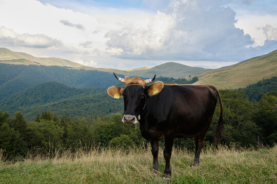 portrait of a black cow on a background of mountains
