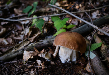 porcini mushroom in the forest