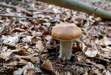 porcini mushroom in the forest