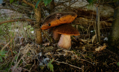 Suillellus luridus (formerly Boletus luridus), commonly known as the lurid bolete with forest trees in the background