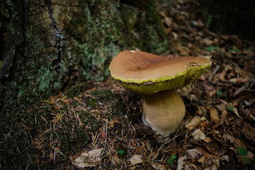 close-up a large porcini mushroom with a spider sitting on it
