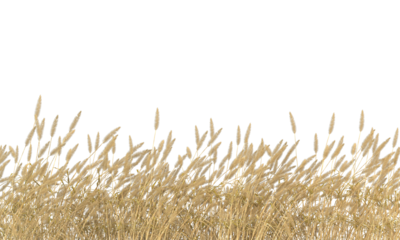 Various types of dried plants grass bushes shrub and small plants isolated