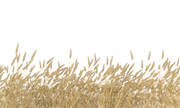 Various types of dried plants grass bushes shrub and small plants isolated