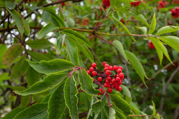 Red berries on the branches of Sorbus aucuparia on a sunny autumn day