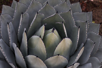 Obraz premium Beautiful cactus plant close-up