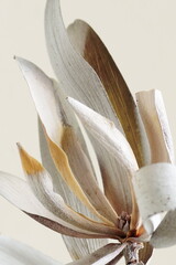 Dried protea flower with leaves close up on beige backdrop. Botanical poster,Floral card.Minimal...