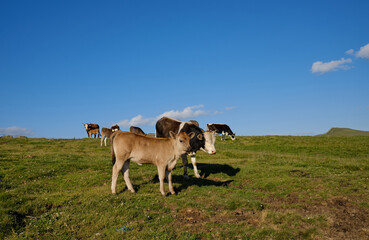 portrait of a brown cow on a background of mountains