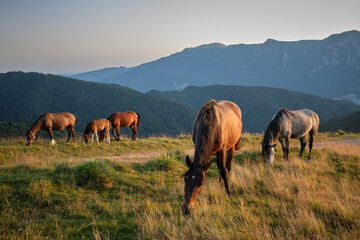 Horses graze on the meadow during sunset in romanian mountains