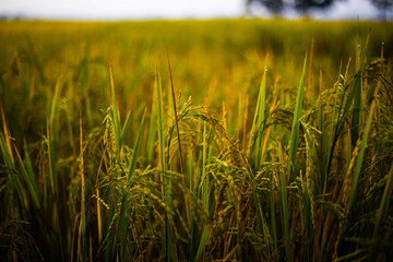 field of wheat