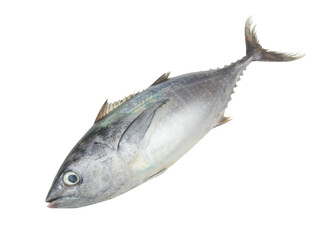 Fresh bluefin tuna fish isolated on white background	