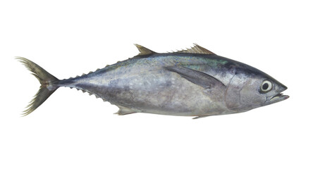 Raw bluefin tuna fish isolated on white background	