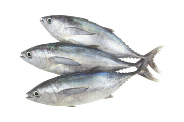 Fresh bluefin tuna fishes isolated on white background	