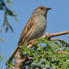 Hedge Sparrow