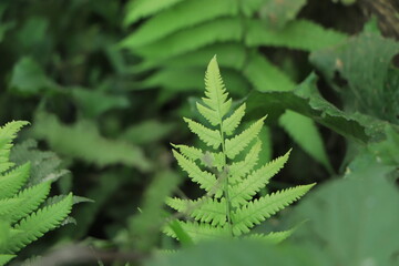 Beautiful tropical forest with bright sun shining through the trees