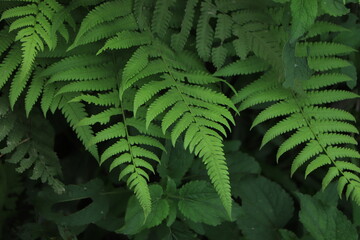 Beautiful fern leaf texture in nature. Natural ferns background Fern leaves Close up ferns nature.