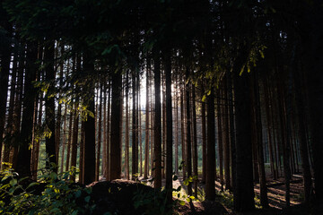sun rays shining in the forest between the trees