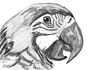 Pencil drawing of a parrot in profile