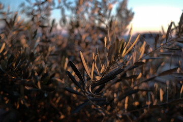 macro photo of wild olive leaves