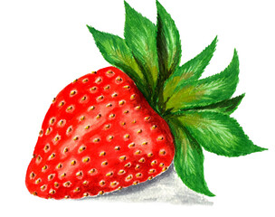 Watercolor drawing red ripe strawberry