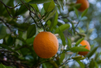 citrus orange tangerines grow on a tree in green leaves