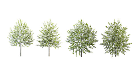 tree isolated on white background