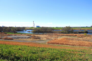 Fototapeta na wymiar 土手から見る冬の枯れた荻原のある江戸川河川敷風景