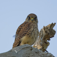 Kestrel