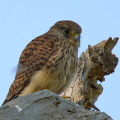 Kestrel